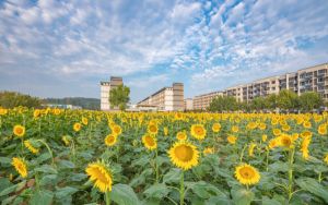 浙江考生多少分能考上河北外国语学院？附带近三年最低录取分数线